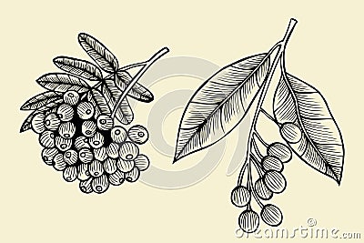 Hand sketch - branch of the rowanberry Vector Illustration