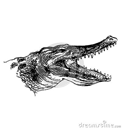 Hand sketch crocodile head Vector Illustration