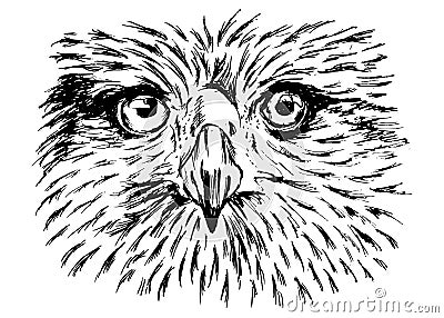 Hand sketch of detail eagle face Vector Illustration