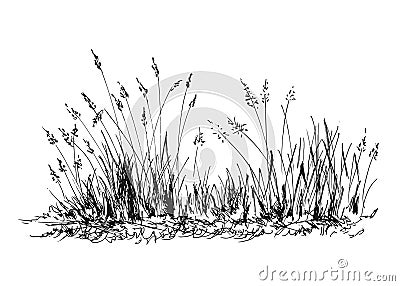 Hand sketch grass Vector Illustration