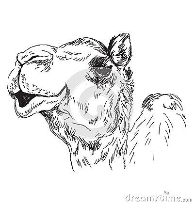 Hand sketch of the head of a camel Vector Illustration