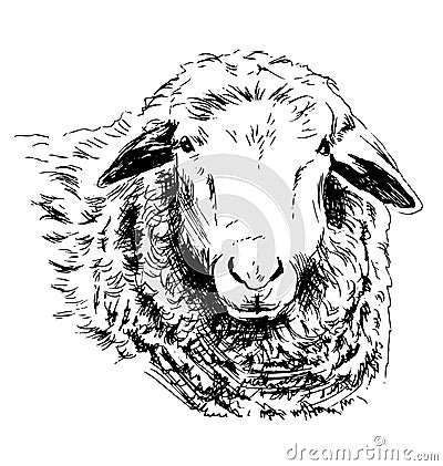 Hand sketch head sheep Vector Illustration