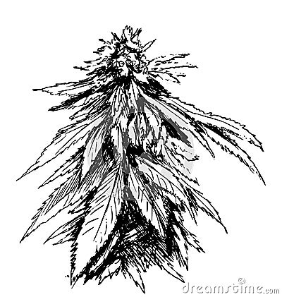 Hand sketch of marijuana Vector Illustration