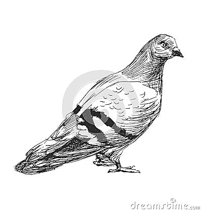 Hand sketch of a pigeon Vector Illustration