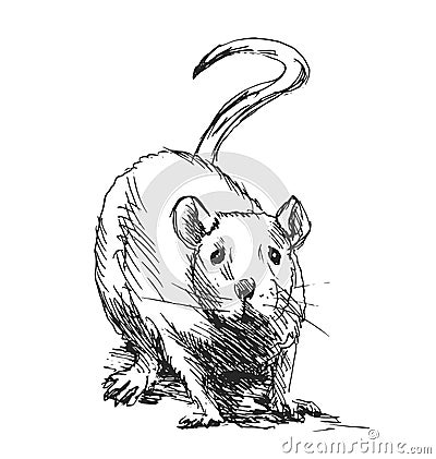 Hand sketch rat Vector Illustration