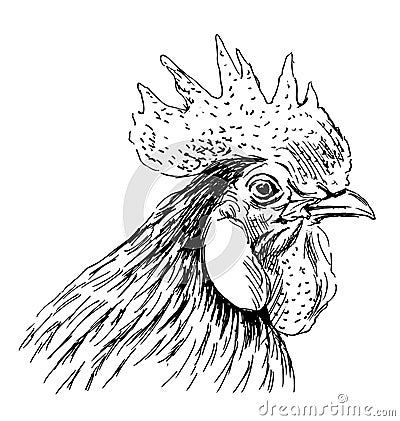 Hand sketch rooster head Vector Illustration