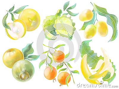 set of illustrations colored watercolor style delicate shades design elements tropical and exotic fruits berries on a white Cartoon Illustration