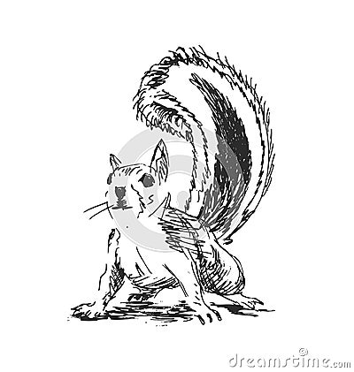 Hand sketch squirrel Vector Illustration