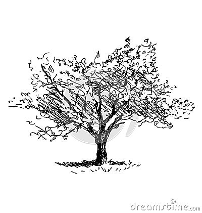 Hand sketch tree. Flowering cherry Vector Illustration