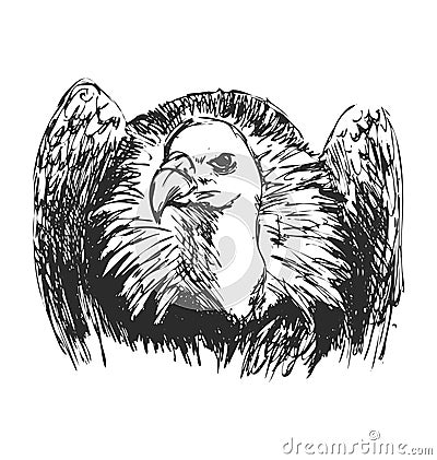 Hand sketch vulture Vector Illustration
