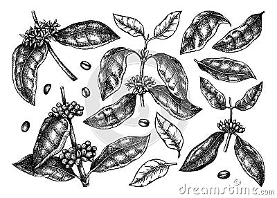Hand sketched Coffee plants, beans, leaves and flowers bundle. Botanical illustrations on white background. Hand drawn coffee tree Vector Illustration