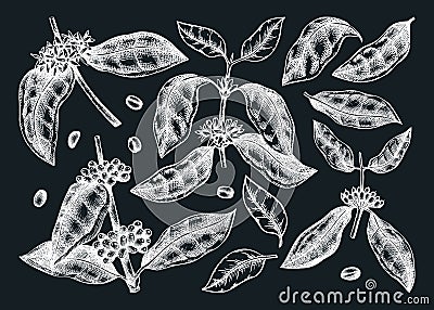 Hand sketched coffee plants, beans, leaves, and flowers illustrations bundle. Botanical coffee elements on chalkboard. Hand-drawn Vector Illustration