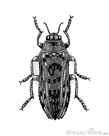 Hand sketched Jewel beetle. Insects collection. Isolated entomological illustration on white background. Insects drawing. Black Vector Illustration
