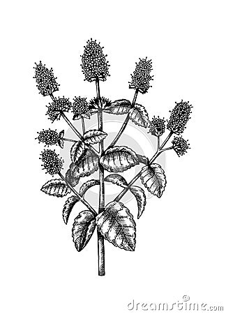 Hand sketched Mint botanical illustration with leaves and flowers.Spearmint - hand-drawn medical herbs and spices. Engraved style Vector Illustration