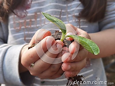 Hand soil plant growing of zucchini protection affection Stock Photo