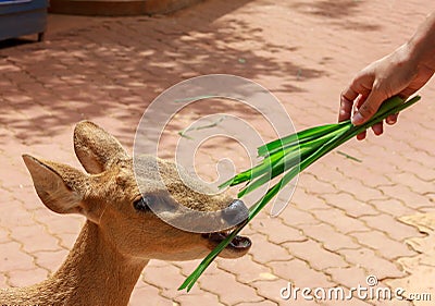 Hand someone feeding grass deer. Stock Photo