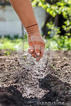 A hand sowing seeds into the soil Stock Photo