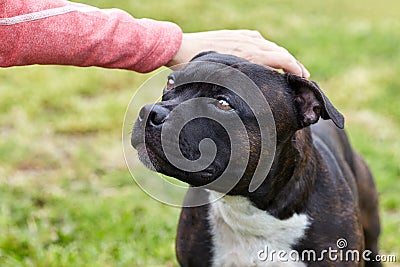 The hand stroking the dog head. Cute dog face looking for person with love and humility. Concept of adopting stray dogs. Stock Photo