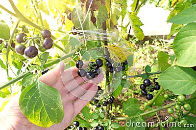 The hand with the Sun berry in the garden. canadian blueberries, bilberry Forte on the Bush in the garden. Solanum Retroflexum. Stock Photo