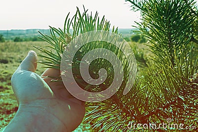The hand supports the branch of the fir Stock Photo