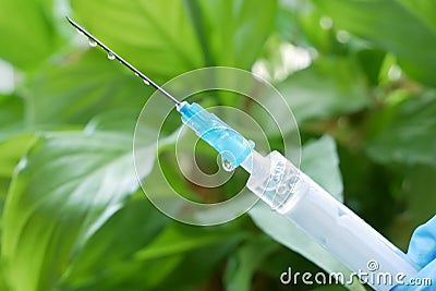 Hand with syringe and sick home plant because of parasites, water or wrong temperature, gardening and treatment flowers concept Stock Photo