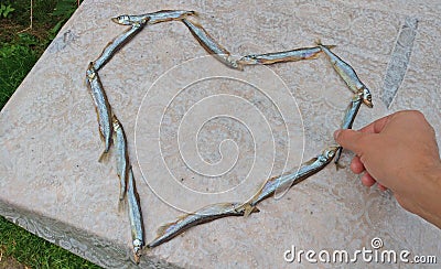 The hand takes the fish. Heart of food. Heart of capelin fish. Creation Stock Photo