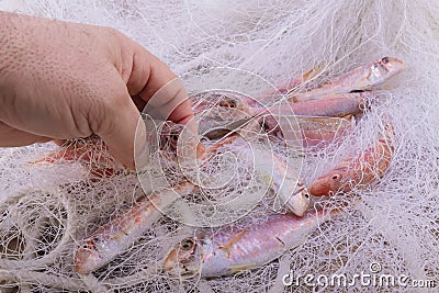 A hand taking a red mullet in a fish net Stock Photo