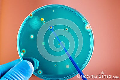 Hand of a technician holding petri dish Stock Photo