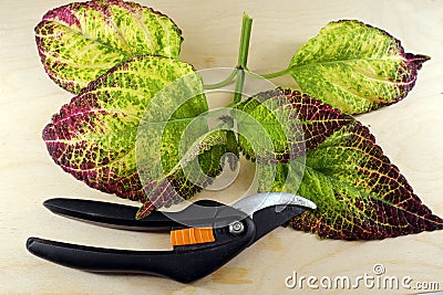 hand tool (secateurs) and a stem of a multi-colored coleus for grafting Stock Photo