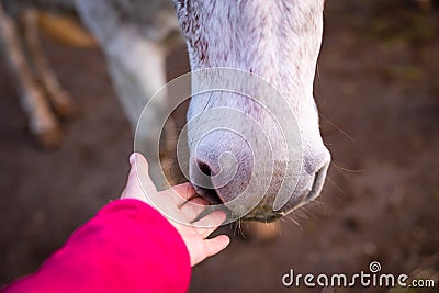 Hand touching nose of white horse, gentle animals, cute friendship Stock Photo