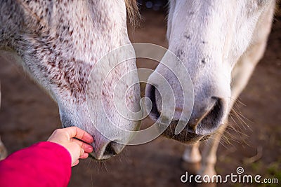 Hand touching nose of white horse, gentle animals, cute friendship Stock Photo