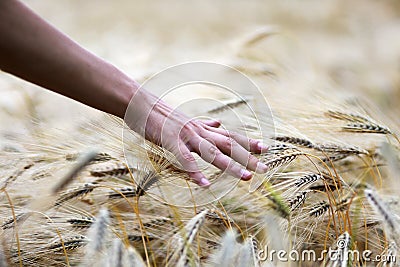 Hand touching wheat field Stock Photo