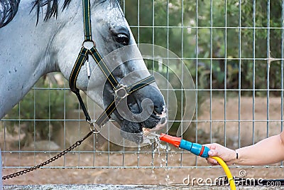 Hand Use a Hose to Quench Thirst a Horse after Training Stock Photo