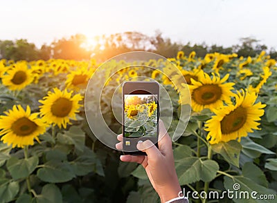 Hand using phone taking photo beauty sunflower field Stock Photo