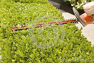 Hand Using Power Hedge Trimmer Stock Photo