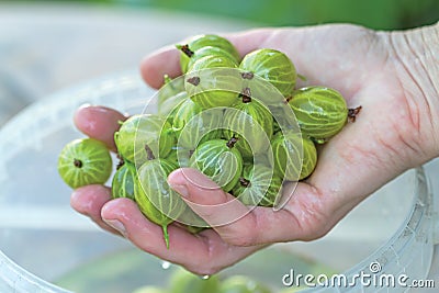 Hand with washed gooseberries Stock Photo