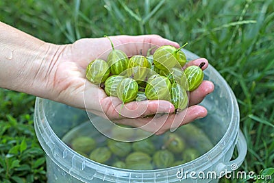 Hand with washed large gooseberries Stock Photo