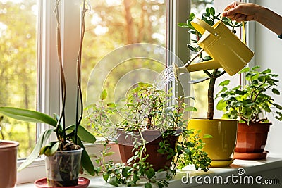 Hand with water can watering indoor plants on windowsill Stock Photo