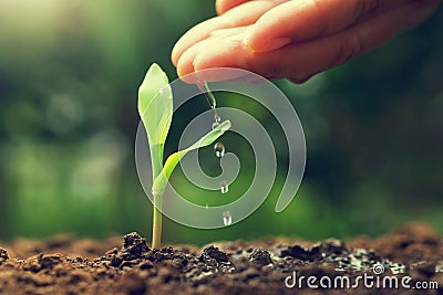 hand watering ot young corn in garden Stock Photo