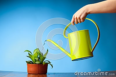 Hand watering a plant Stock Photo