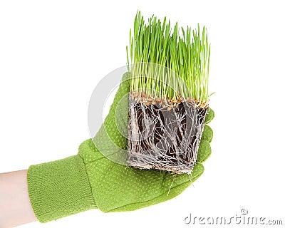 Hand wearing green glove holding root bound wheat grass Stock Photo