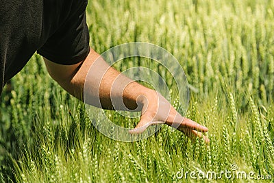 Hand in wheat field, crops growth control Stock Photo