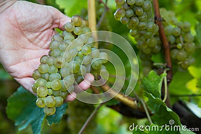 Hand of winemaker holding a bunch of grape for the production of txakoli Stock Photo