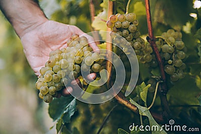 Hand of winemaker holding a bunch of grape for txakoli wine in the vine Stock Photo