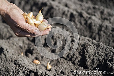 The hand of a woman farmer holds a handful of small onion bulbs for planting against a background of earthen beds Stock Photo