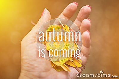 Hand of a woman holding a handful of yellow autumn leaves. Stock Photo