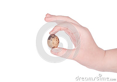 The hand of a woman with quail eggs. Stock Photo