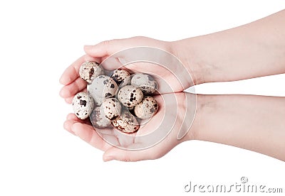 The hand of a woman with quail eggs. Stock Photo