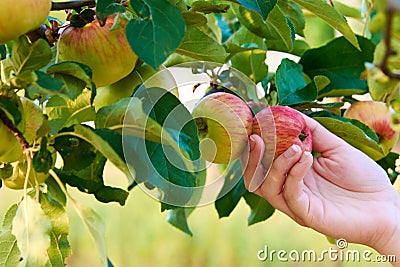 Hand of young woman holding red apple on tree among leaves. Harvesting autumn Stock Photo