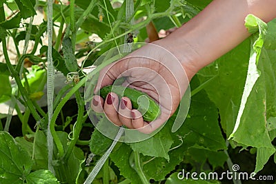 The hand of a young woman holds a cucumber growing in the garden and tears it up in the process of harvesting Stock Photo